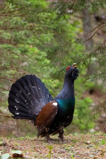 Capercaillie, Western Capercaillie, Tetrao urogallus) in the Wintrer, capercaillie