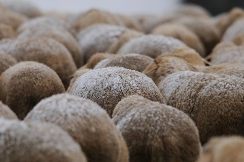 Close-up of a densely packed flock of sheep in winter, the fluffy wool shows natural textures,