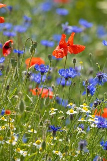 Cornflowers (Centaurea cyanus), camomile (Matricaria chamomilla) and poppies (Papaver) blooming at