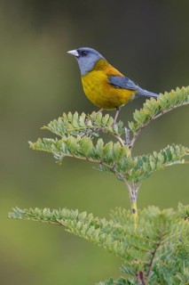 Patagonian Sierra-Finch (Phrygilus patagonicus) perched on a branch in Chile