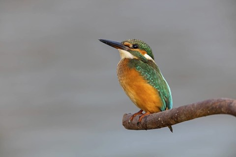 Kingfisher, (Alcedo atthis), animals, birds, kingfisher family, perch, biotope, habitat, Gome