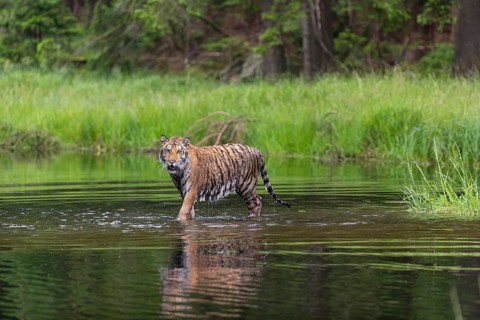 One young female Siberian Tiger, Panthera tigris altaica, running thru the shallow water of a pond