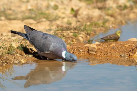 Columba Palumbus, Emberiza Citrinella, Yellowhammer, Ringed Dove, Woodpigeon, Yellowhammer, Bath,