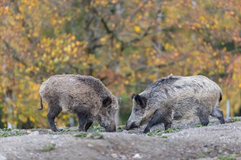 Two wild boar or wild pig (Sus scrofa), walking over an opening in early morning light, searching