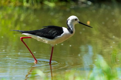 A graceful bird runs through the clear water of a pond, black-winged Black-winged Stilt (Himantopus