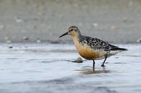 Red Knot (Calidris canutus), Schleswig-Holstein, Germany