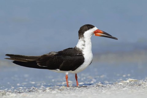Black Skimmer (Rynchops niger), Texas, USA