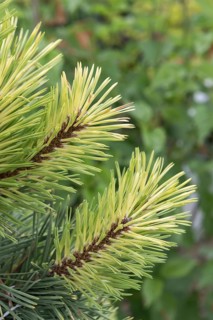 Lodgepole pine (Pinus contorta 'Taylor's Sunburst'), Olbrich Botanical Gardens, United States of
