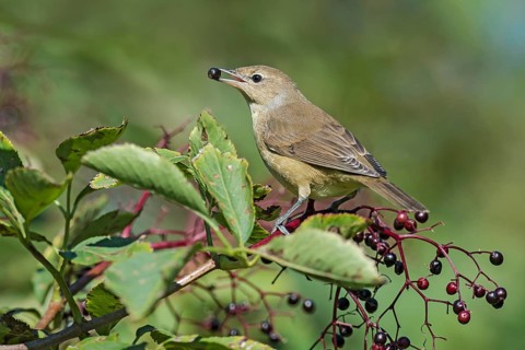 Garden Warbler (Sylvia borin) feeding on elderberries, Aosta Valley, Italy