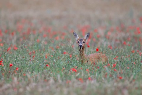 Roe deer (Capreolus capreolus) adult female doe in a farmland cereal crop in the summer, England,