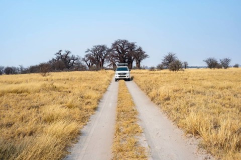 Four-wheel drive vehicle with roof tent on a track, yellow grass and baobabs at a dry salt pan,