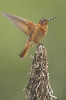 Shining Sunbeam (Aglaeactis cupripennis), Ecuador