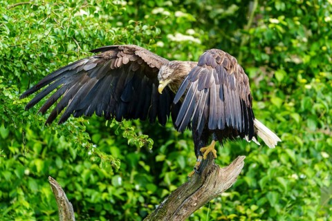 An eagle spreads its wings on a tree trunk in the green nature, white-tailed eagle (Haliaeetus