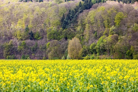 Rape field and forest near the village of Gewissenruh, Oberweser, Upper Weser Valley, Weser