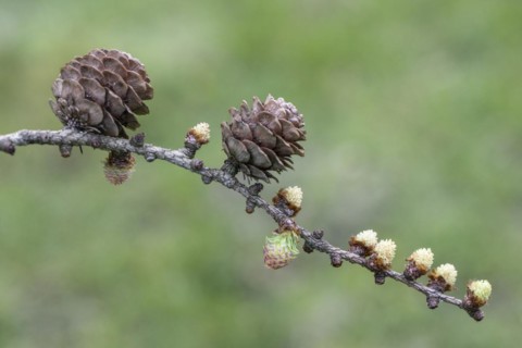 Larch (Larix decidua), male and female flowers and cones, Emsland, Lower Saxony, Germany