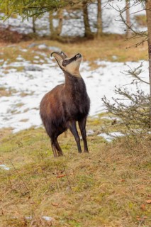 An adult male chamois (Rupicapra rupicapra) stands on a partially snow-covered meadow and stares at