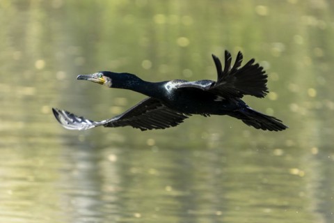 Great cormorant (Phalacrocorax carbo), flying, wildlife, Germany