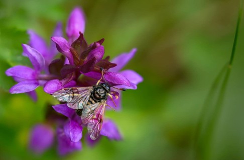 Abia candens, field widow flowers clubhorn leaf wasp, broad-leaved fingerroot, broad-leaved cuckoo