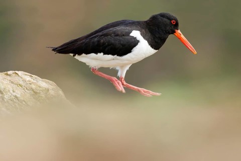 Eurasian Oystercatcher (Haematopus ostralegus) jigging, Wales, United Kingdom