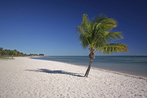 Endless sandy beach with solitary coconut palm (Cocos nucifera), symbol, holiday, emptiness, peace,