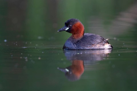 Little Grebe (Tachybaptus ruficollis), Saxony, Germany