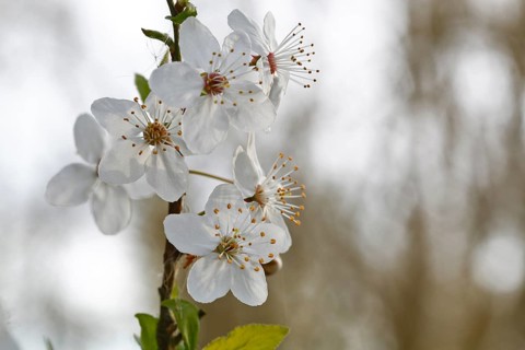 Wild fruit blossoms, white flowers, Peene Valley River Landscape nature park Park,