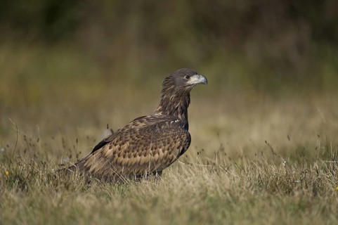 White-tailed Eagle (Haliaeetus albicilla) juvenile, Poland