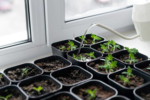Young tomato seedlings in black pots are being watered indoors on a windowsill, promoting healthy
