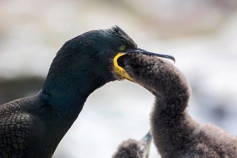 European Shag (Phalacrocorax aristotelis) feeding chick, Farne Islands, United Kingdom