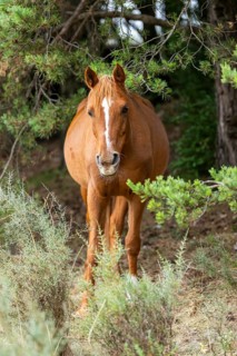 Brown horse, standing at the edge of a forest, Pyrenees, Catalonia, Spain
