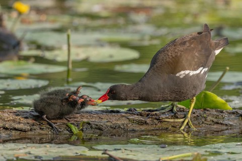 A common moorhen (Gallinula chloropus) provides food for its two-week-old young owl. Bas rhin,