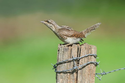 Eurasian Wryneck (Jynx torquilla) juvenile perched on a post, Aosta Valley, Italy