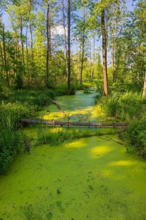 Forest creek in the Bialowieza National Park in Podlaskie Voivodeship, eastern Poland. Adjacent to