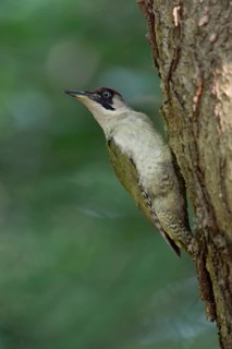 European Green Woodpecker (Picus viridis) female climbing tree trunk, North Rhine-Westphalia,
