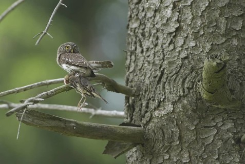 Eurasian Pygmy Owl (Glaucidium passerinum) female, Saxony, Germany