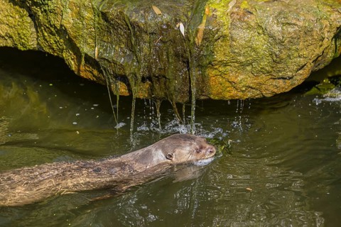 One giant otter or giant river otter (Pteronura brasiliensis) swimming in a river, passing a little