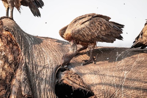 White-backed vulture (Gyps africanus), vulture feeding on the carcass of an elephant, Ihaha, Chobe
