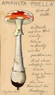 Mushroom, fungi, Amanita puella, authentic reproduction of an illustration by Hans Walty