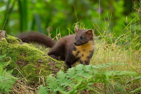 European pine marten (Martes martes) adult animal on a tree stump, Scotland, United Kingdom