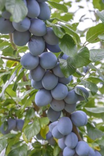 Plum (Prunus domestica 'Tophit'), LVG Erfurt, Erfurt, Thuringia, Germany