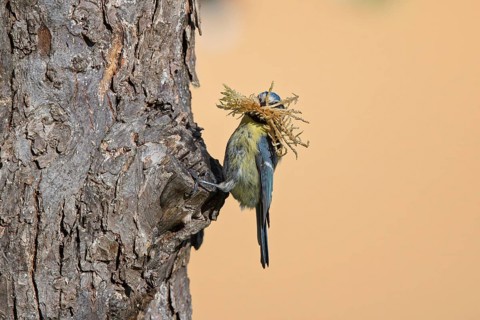 Eurasian Blue Tit (Cyanistes caeruleus) building nest, Hesse, Germany
