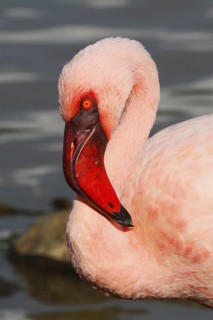 Lesser Flamingo, Phoeniconaias minor, Kenya, Lake Bogoria NP