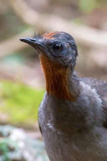 Superb Lyrebird (Menura novaehollandiae) juvenile, New South Wales, Australia