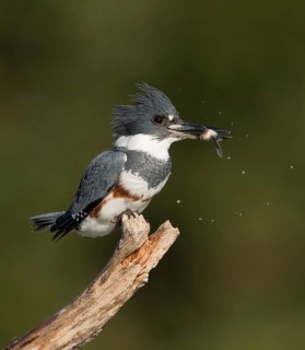 Belted Kingfisher (Megaceryle alcyon) female perched on a branch with fish prey in beak, Florida,