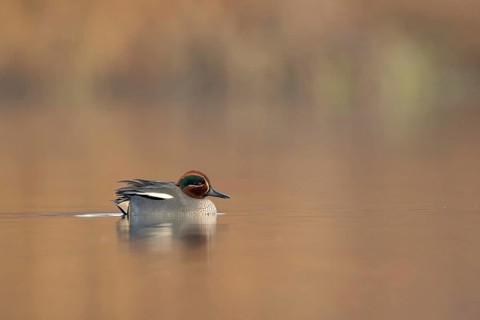 Wintertaling man in winter laag standpunt, Eurasian teal male in winter low point of view