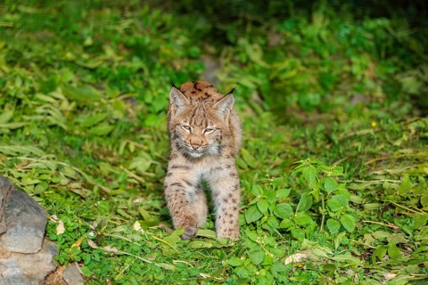 A young Eurasian lynx (Lynx lynx) sits on a meadow, stalking something