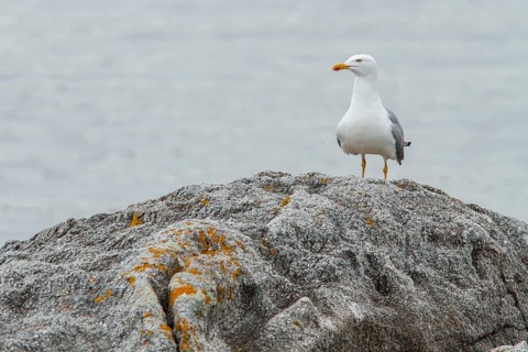 Yellow-legged Gull (Larus michahellis), adult on stone shore, Galicia, Spain