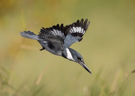 Belted Kingfisher (Megaceryle alcyon) male flying, Florida, USA