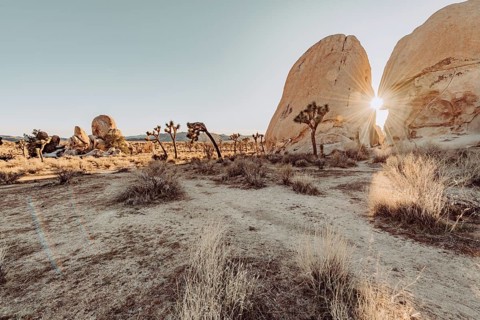 Sunrise in Joshua Tree National Park