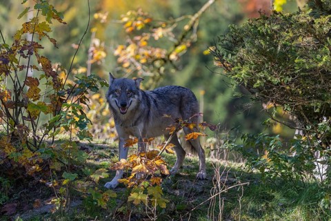 One eurasian gray wolf (Canis lupus lupus) standing on a small hill between fall foliage. Backlit